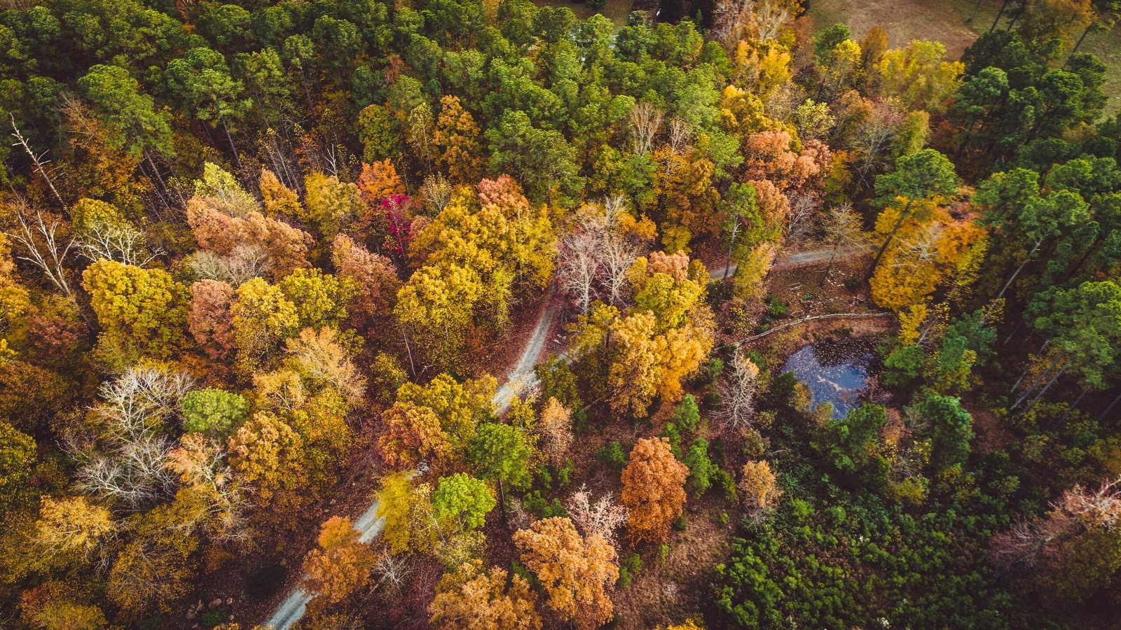 top view photography of trees